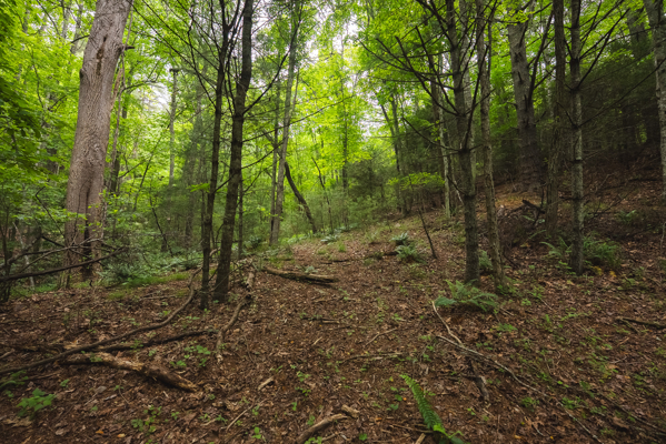 Land for Sale in Indian Valley VA