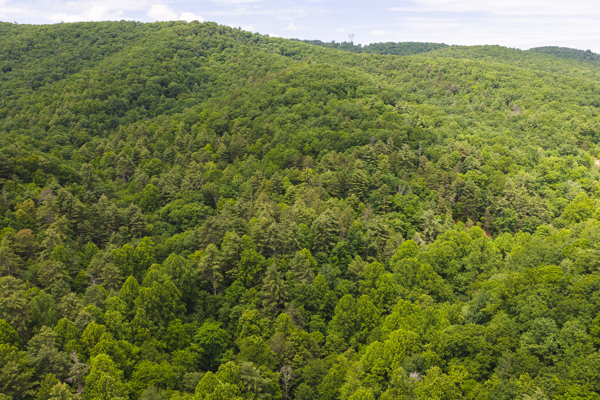 Land for Sale in Indian Valley VA