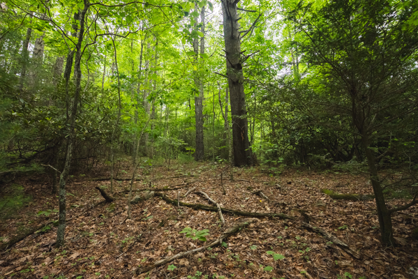 Land for Sale in Indian Valley VA