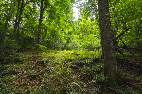 Land for Sale in Indian Valley VA