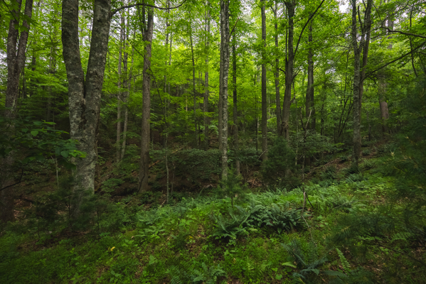 Land for Sale in Indian Valley VA