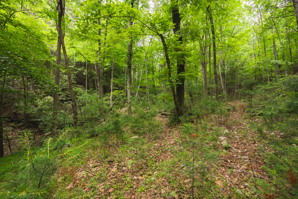 Land for Sale in Indian Valley VA