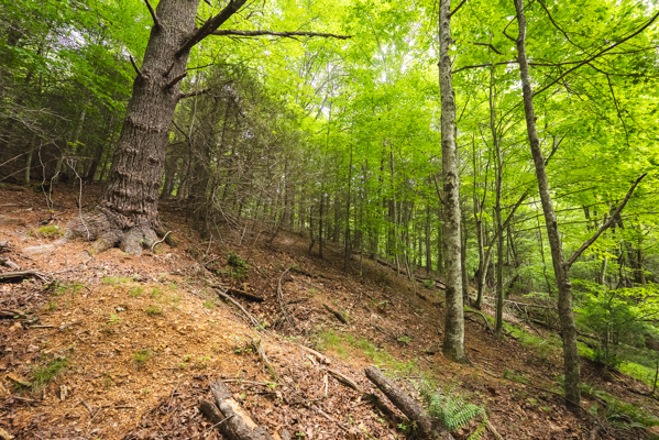 Land for Sale in Indian Valley VA