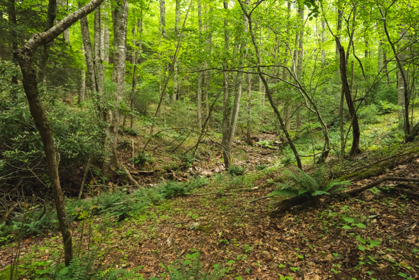 Land for Sale in Indian Valley VA