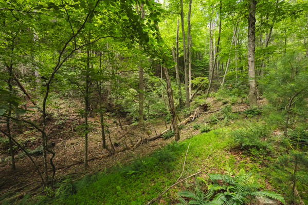 Land for Sale in Indian Valley VA
