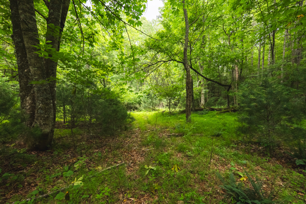 Land for Sale in Indian Valley VA