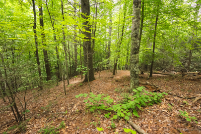 Listing 71