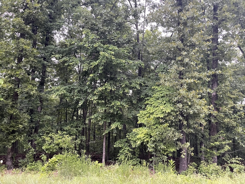 No Caption