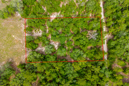 1.25 Acres in Levy County – Ready for Your Vision - image 2