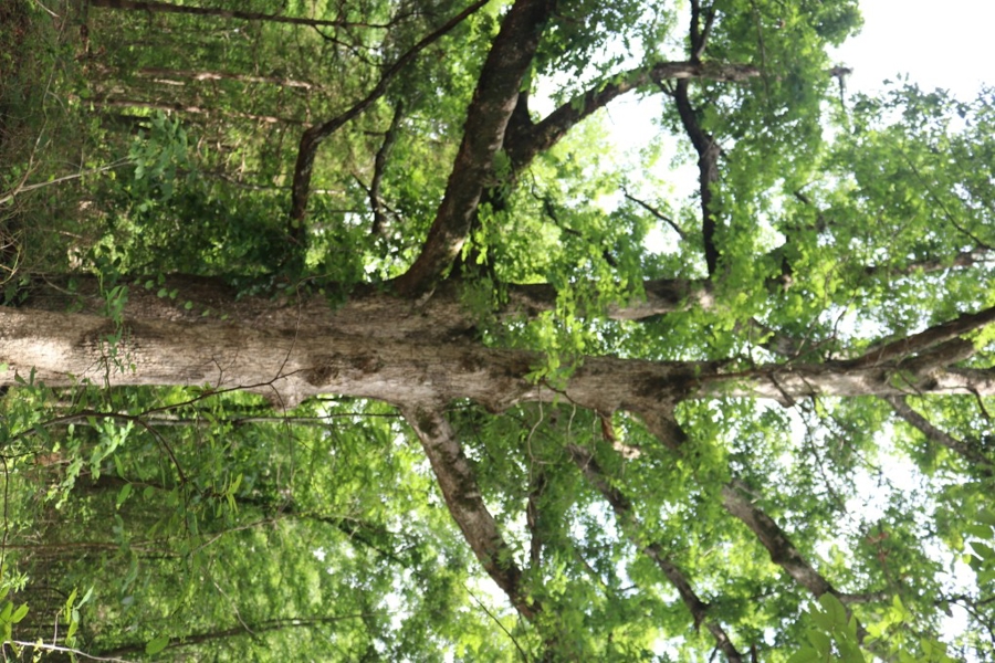 No Caption