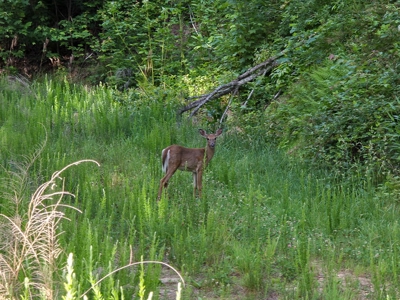 BIG ACREAGE, TRAILS, WILDLIFE! This property has it all. - image 45