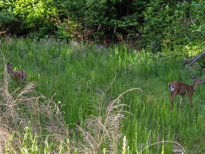 BIG ACREAGE, TRAILS, WILDLIFE! This property has it all. - image 25