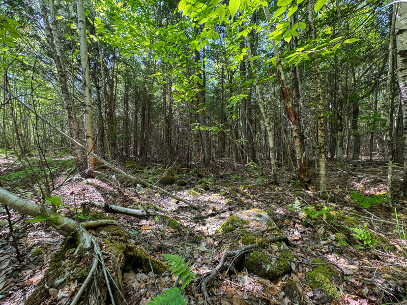 No Caption