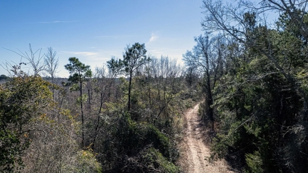 East Texas Hunting Land/Timberland in Naples Texas - image 6