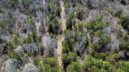 East Texas Hunting Land/Timberland in Naples Texas - image 3