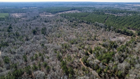 East Texas Hunting Land/Timberland in Naples Texas - image 1