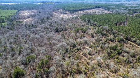 East Texas Hunting Land/Timberland in Naples Texas - image 8