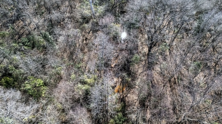 East Texas Hunting Land/Timberland in Naples Texas - image 4