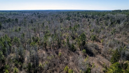 East Texas Hunting Land/Timberland in Naples Texas - image 5