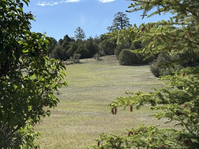 spacious home on 10.15 acres with meadows and a large garage - image 3