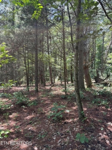 43.5 acres and 3046 sq ft home with pool in McMinn County TN - image 4