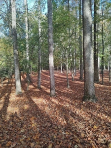 Spacious In-Town Lot in Tree Shade - City Utilities Available - image 2