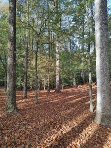 Spacious In-Town Lot in Tree Shade - City Utilities Available - image 9