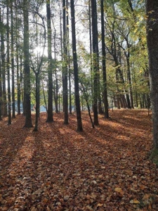 Spacious In-Town Lot in Tree Shade - City Utilities Available - image 10