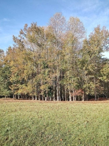 Spacious In-Town Lot in Tree Shade - City Utilities Available - image 7