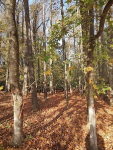 Spacious In-Town Lot in Tree Shade - City Utilities Available - image 5