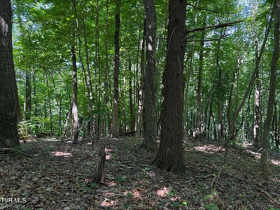 Log Cabin on 40.75 Acres In Unicoi County, Tennessee - image 2