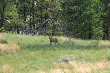 Turnkey Hunting Camp- Heart of Montana's Missouri River Breaks - image 13