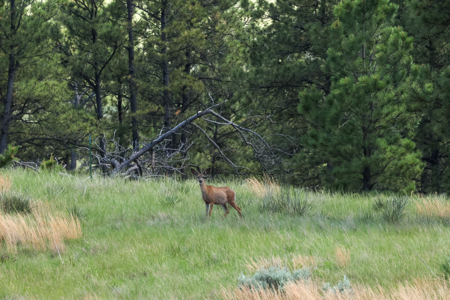 Turnkey Hunting Camp- Heart of Montana's Missouri River Breaks - image 14