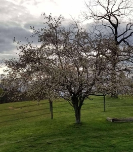 Home with 12.32 ac± located In Carroll County, VA - image 25