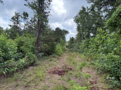 East Texas Land for Sale Near Tyler Texas in Smith County - image 25