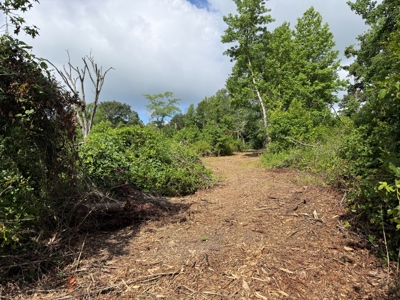 East Texas Land for Sale Near Tyler Texas in Smith County - image 26
