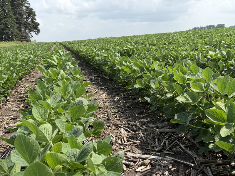 No Caption