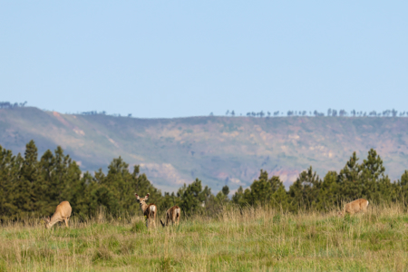 Tongue River Ranch | Ashland, Montana - image 7