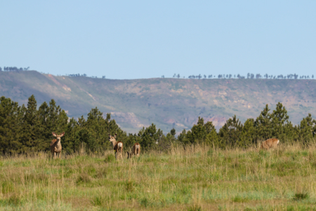 Tongue River Ranch | Ashland, Montana - image 40