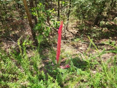 Cabin Site & Acreage - National Forest Area - image 1
