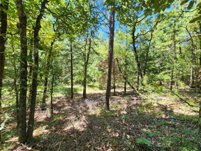 Cabin Site & Acreage - National Forest Area - image 3