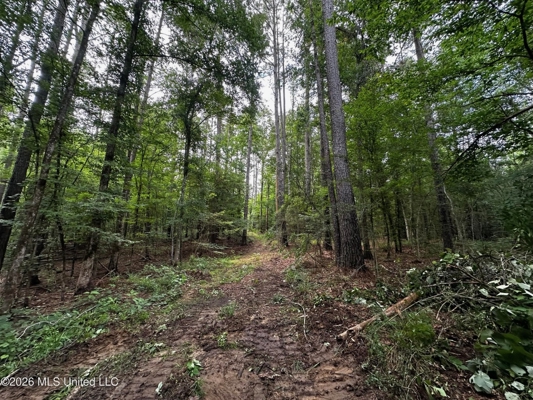155 Acres Hunting Land for Sale in Centreville, MS