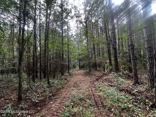 155 Acres Hunting Land for Sale in Centreville, MS