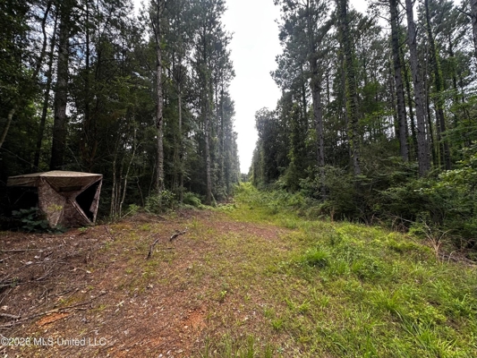 155 Acres Hunting Land for Sale in Centreville, MS