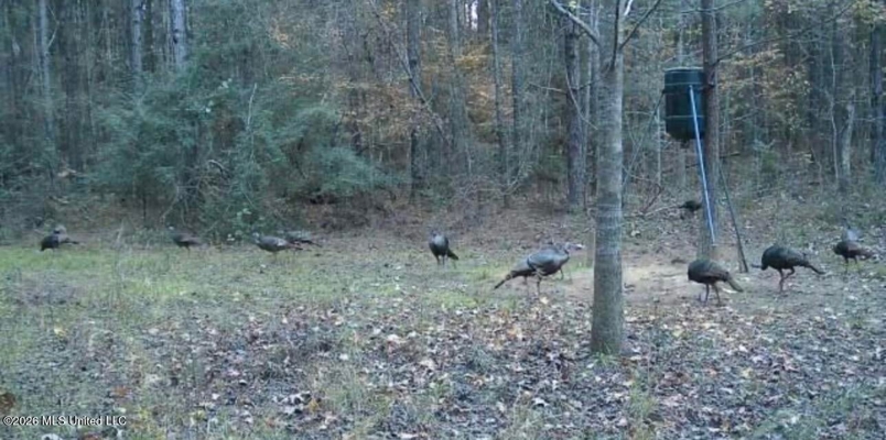 155 Acres Hunting Land for Sale in Centreville, MS