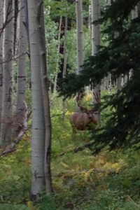 Colorado Wilderness Elk Hunting Outfitting Business for Sale - image 7