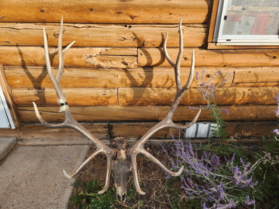 Colorado Wilderness Elk Hunting Outfitting Business for Sale - image 20