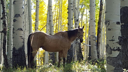 Colorado Wilderness Elk Hunting Outfitting Business for Sale - image 6