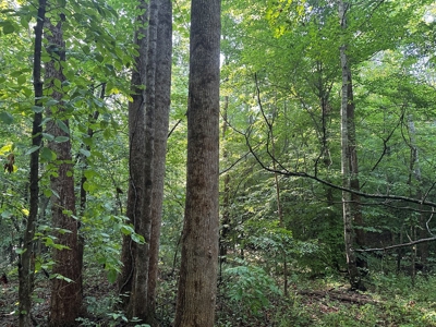 Hunting Heaven: 80-Acre Sportsman's Paradise awaits! - image 26
