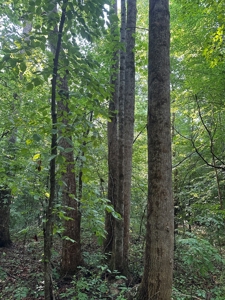 Hunting Heaven: 80-Acre Sportsman's Paradise awaits! - image 27